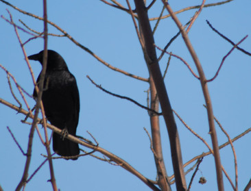 Partiële vernietiging Soortenbesluit verontrust jagers