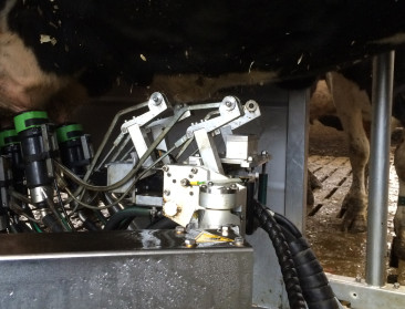 Melkproductievermindering klokt af op 861.000 ton