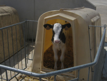 Crisis is nog niet uitgezweet op melkveebedrijven