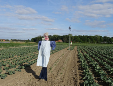 Krijgt Vlaanderen helder wie 'echte landbouwers' zijn?