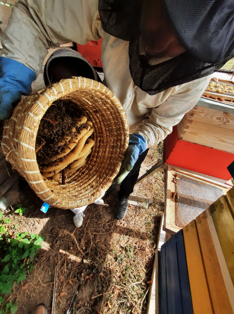 Frank_Leroi_Bio-imker_KORF