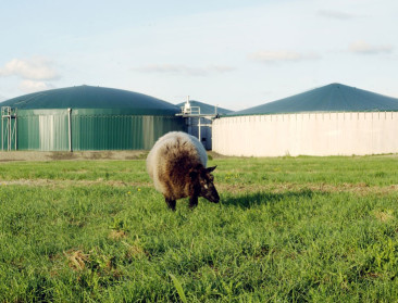 Tijdelijk stikstofregeling: niet evident om biogasinstallatie te vergunnen