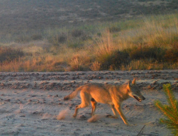 Nieuwe wolf opgemerkt in Bosland
