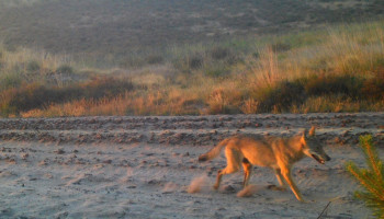 Nieuwe wolf opgemerkt in Bosland