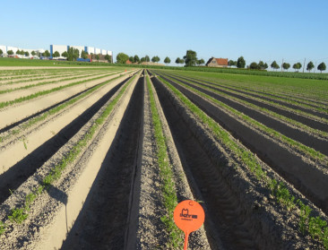 Listeriabesmetting en droge zomer remmen Greenyard