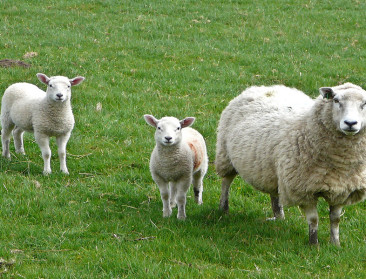 20 jaar na Dolly: is gekloond vlees de toekomst?