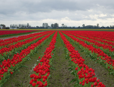 Ambitieuze landbouwplannen voor nieuwe Nederlandse coalitie