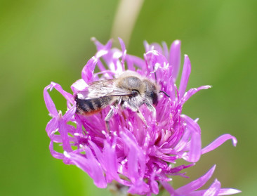 Ons land telt nieuwe bijensoort, ook uitgestorven gewaande soorten herontdekt
