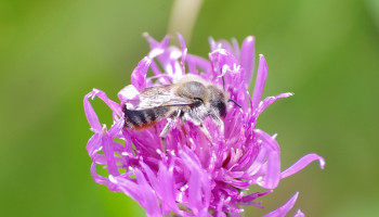 Ons land telt nieuwe bijensoort, ook uitgestorven gewaande soorten herontdekt