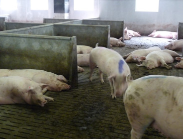 "Aan meer dierenwelzijn is altijd een kost verbonden"