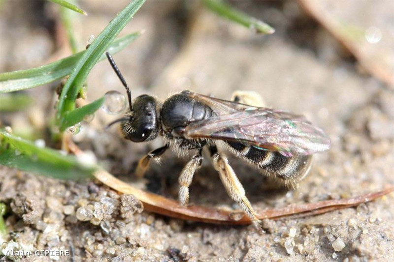 Evylaeus_marginatus_F_9413w