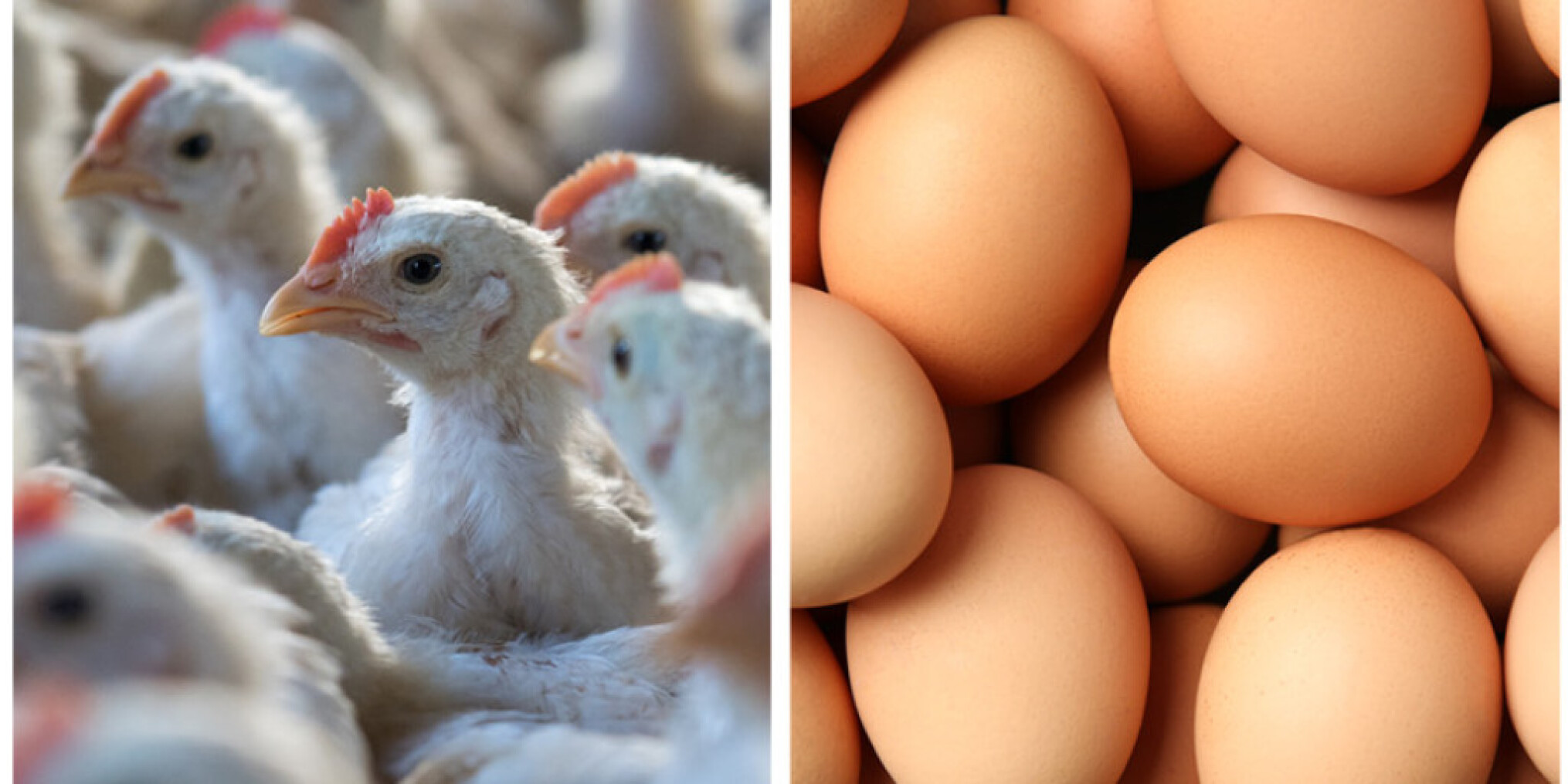 Trefdag pluimveehouderij