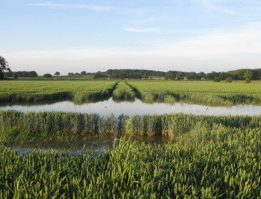 ABS en Boerenbond bezorgd over schade door regenval