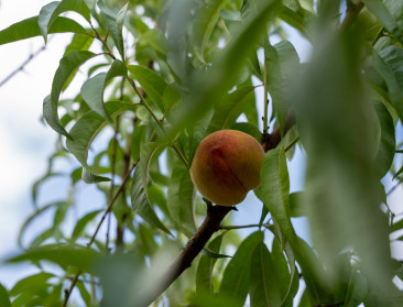 Watermeloenen, passievruchten en nu kiwi’s: de opmars van exotische vruchten in Vlaanderen