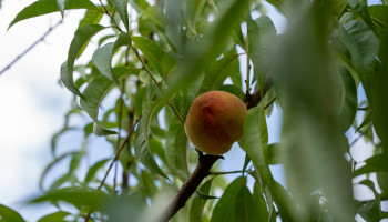 Watermeloenen, passievruchten en nu kiwi’s: de opmars van exotische vruchten in Vlaanderen