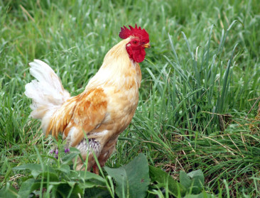 Expositieverbod opgeheven na ziekte van Newcastle