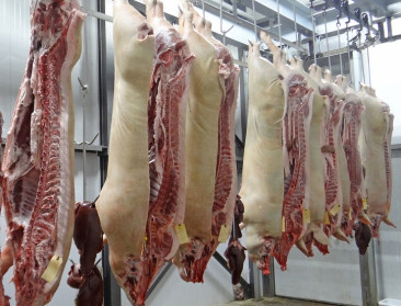 Krimpende veestapel in Nederland: ABN Amro voorspelt sluiting van zuivelfabrieken en slachthuizen