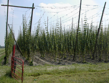 Lokale brouwerijen blazen nieuw leven in hopteelt