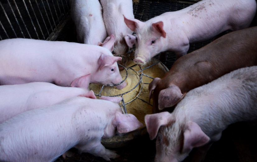 Brouns schept duidelijkheid over fiscaliteit opkoopregeling varkens