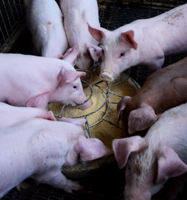 Brouns schept duidelijkheid over fiscaliteit opkoopregeling varkens