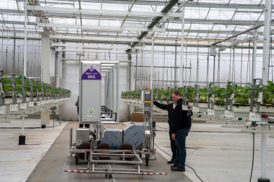 UV-robot bij Luc Krijnen tegen witziekte