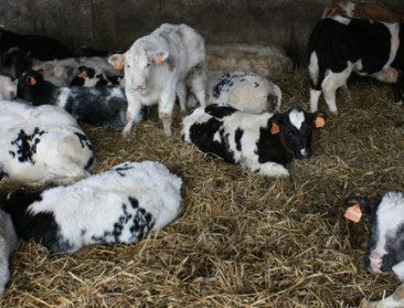 Inbreuken illegale vetmesting nog nooit zo laag