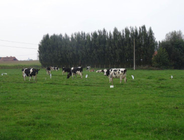 Melkveehouders beginnen niet goed aan het nieuwe jaar