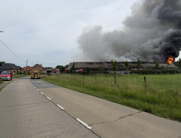 1.500 varkens omgekomen bij stalbrand in Glabbeek. Oost-Vlaanderen legt focus op preventie