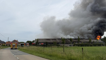 1.500 varkens omgekomen bij stalbrand in Glabbeek. Oost-Vlaanderen legt focus op preventie