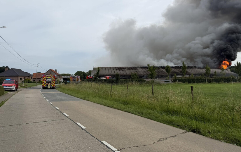 1.500 varkens omgekomen bij stalbrand in Glabbeek. Oost-Vlaanderen legt focus op preventie