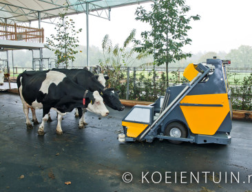 Inspiratie opdoen in ’s werelds eerste koeientuin