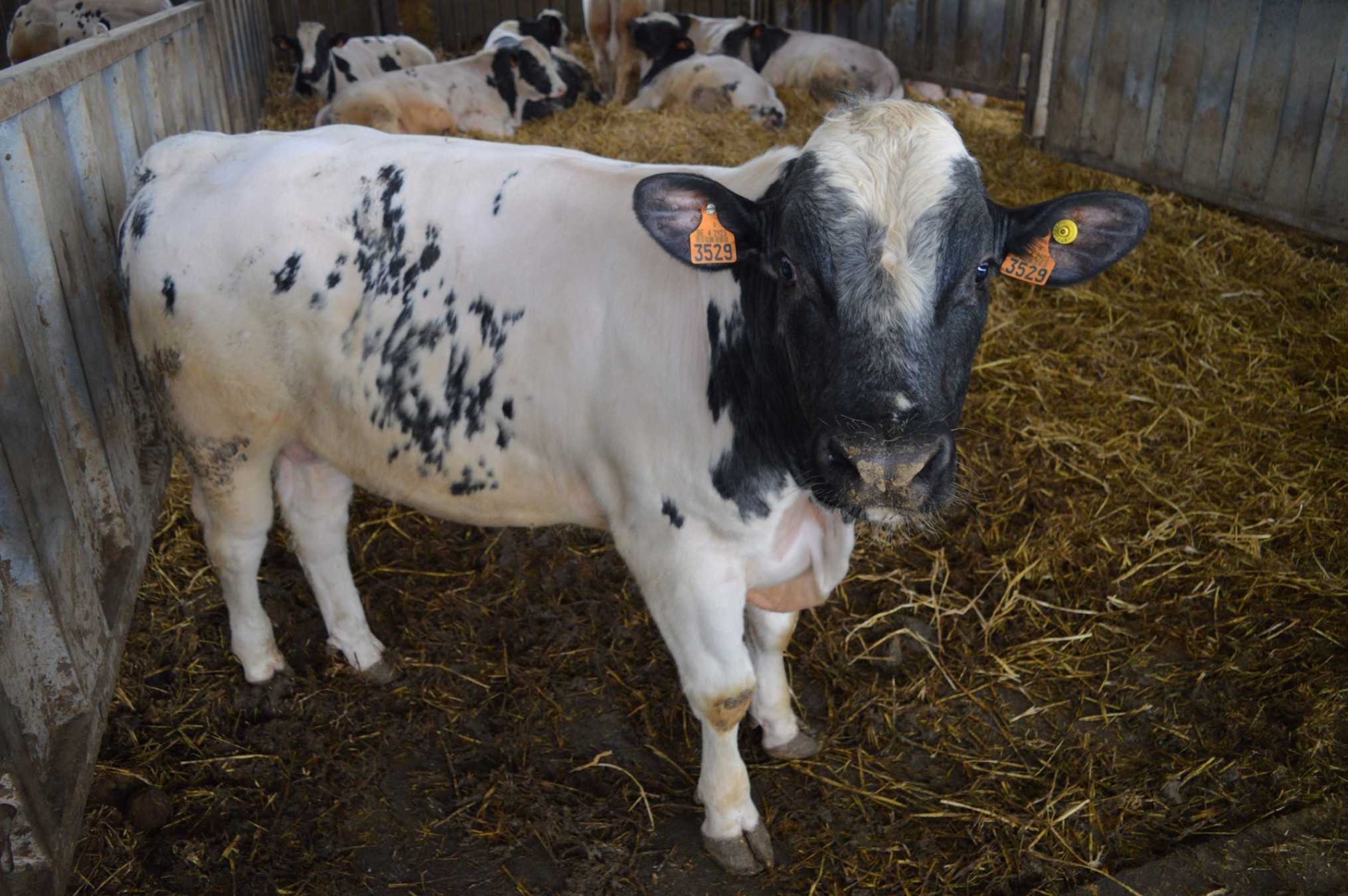 Kruising witblauw holstein