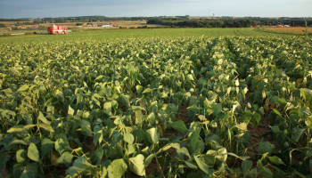 Nu ook perfecte storm in diepvriesgroentesector: "Brand Horafrost komt bovenop die moeilijke situatie"