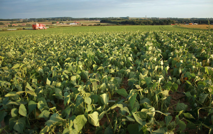 Nu ook perfecte storm in diepvriesgroentesector: "Brand Horafrost komt bovenop die moeilijke situatie"