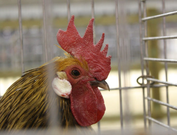 Nederland en België versoepelen maatregelen vogelgriep