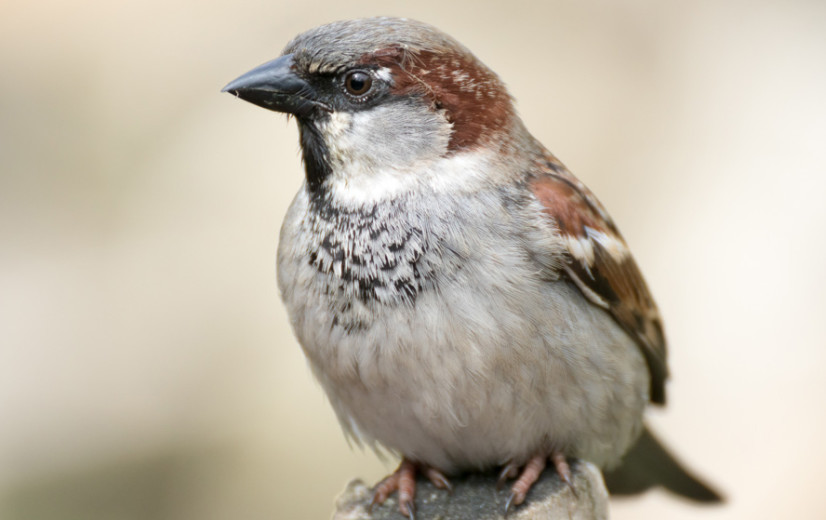 Bekend, maar toch kwetsbaar: huismus verkozen tot Vogel van het Jaar 2024