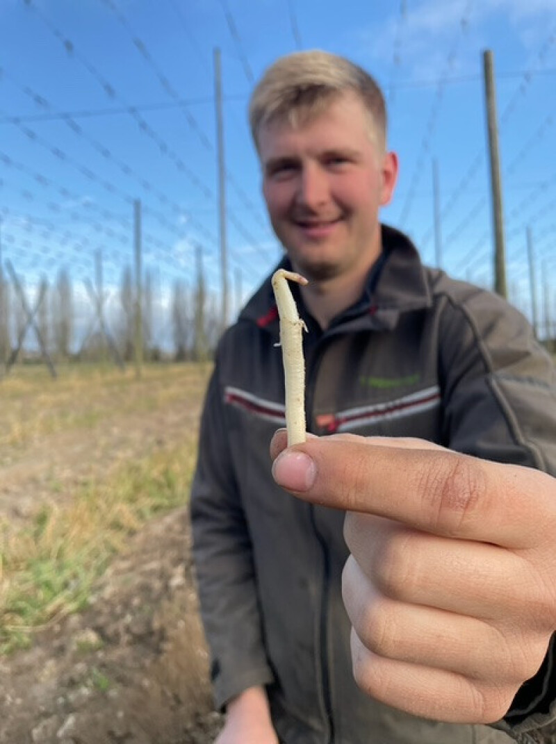 'thoppecruyt_hopscheuten1