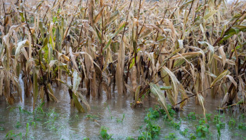 Vele regen woog vooral op wintergewassen
