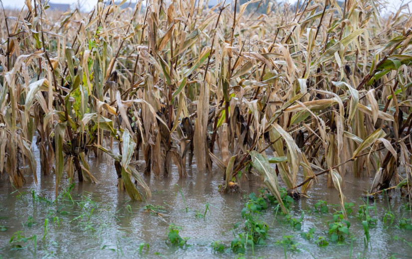 Vele regen woog vooral op wintergewassen