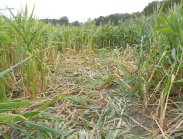 Aanvragen voor vergoeding wildschade nemen toe