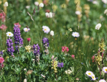 Natuurreservaat Dommelvallei breidt met 66 hectare uit