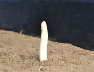 Al veel (en goedkope) asperges door warm voorjaar