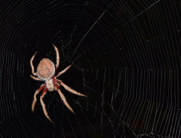 Lichtvervuiling is onderschatte oorzaak insectensterfte