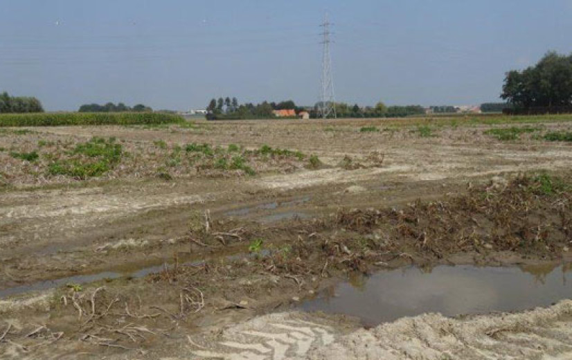 Brouns maakt einde aan kalenderlandbouw voor inzaai vanggewassen