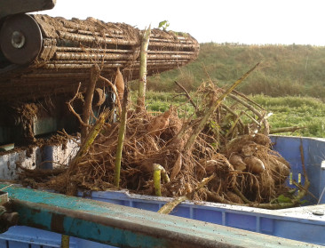 Eerste oogst Agropolis-yacon is een feit