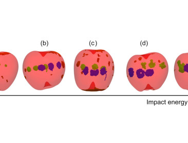 Wiskundig model van KU Leuven voorspelt deuken in fruit