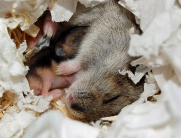 Reddingsplan hamster hinkt achterop