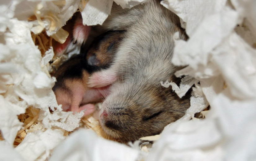 623.500 euro voor redden van wilde hamster