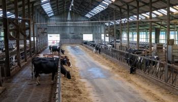 Hittestress bij koeien kost melkveehouder tot 1500 euro