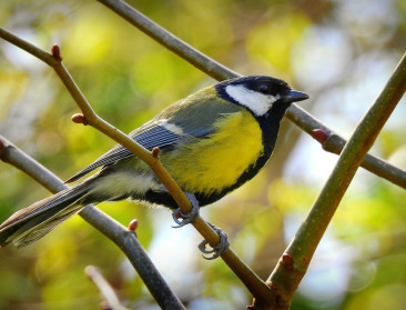 Mezenproject om eikenprocessierups te bestrijden krijgt goed rapport